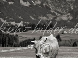 Kuh Bild Kuh vor Allgäuer Bergen (sw)