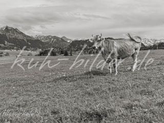 Kuh Bild Kuh in Allgäuer Landschaft (sw)