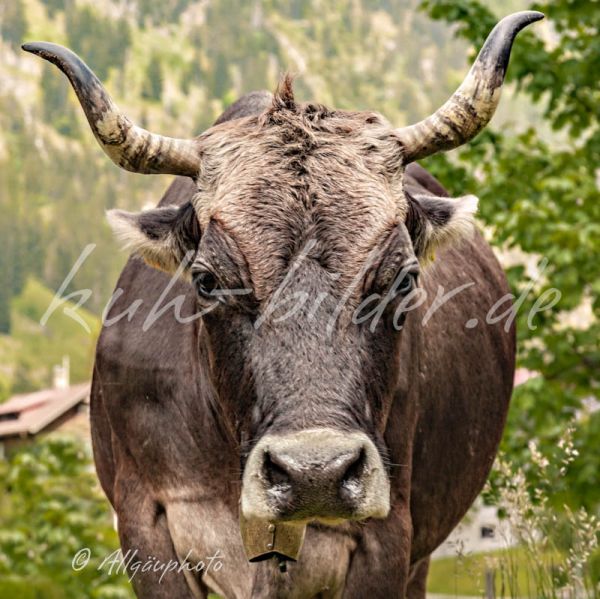 Kuh Bild Aufpasserin