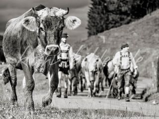 Kuh Bild Kuh mit Herde und Hirten (sw)