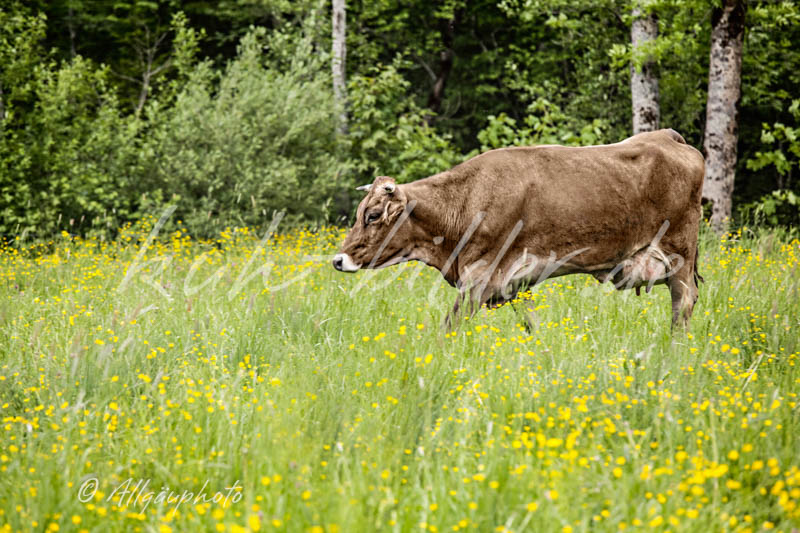 Kuh Bild Kuh-Idylle