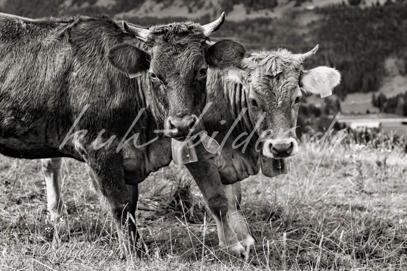 Kuh Bild Kühe Doppelpack (sw)